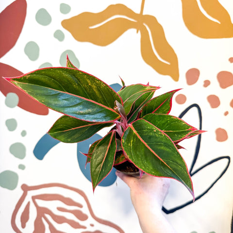 Aglaonema 'Jungle Red' - Chinese Evergreen - Sprouts of Bristol