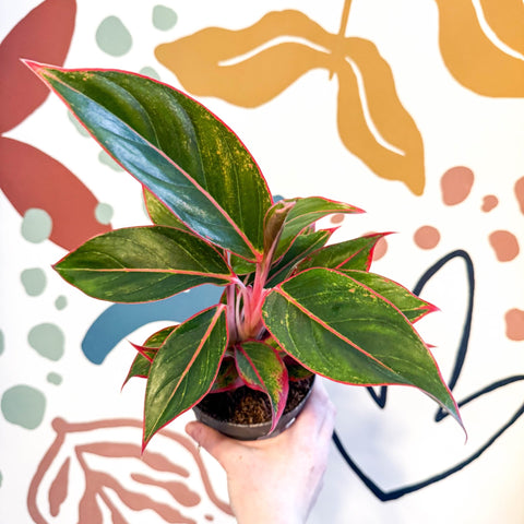 aglaonema red chinese evergreen poisonous Aglaonema 'Jungle Red'