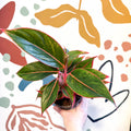 Aglaonema 'Jungle Red' - Chinese Evergreen - Sprouts of Bristol