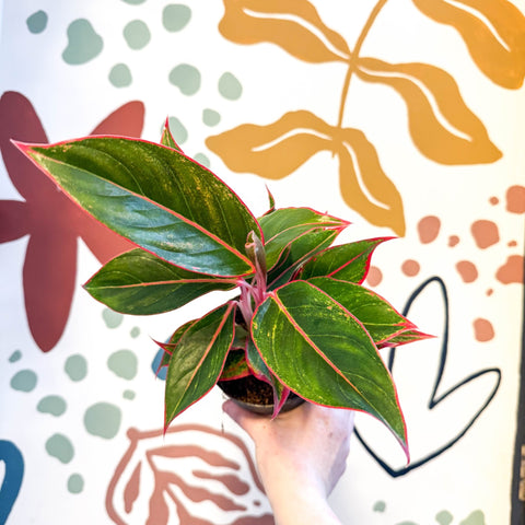 Aglaonema 'Jungle Red' - Chinese Evergreen - Sprouts of Bristol