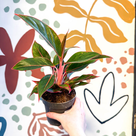 Aglaonema 'Jungle Red' - Chinese Evergreen - Sprouts of Bristol