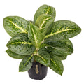 Aglaonema ‘Lemon Mint' - Chinese Evergreen - Sprouts of Bristol