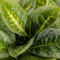 Aglaonema ‘Lemon Mint' - Chinese Evergreen - Sprouts of Bristol