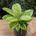 Aglaonema ‘Lemon Mint' - Chinese Evergreen - Sprouts of Bristol