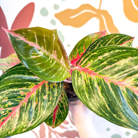 Aglaonema 'Lychee Red' - Chinese Evergreen - Sprouts of Bristol