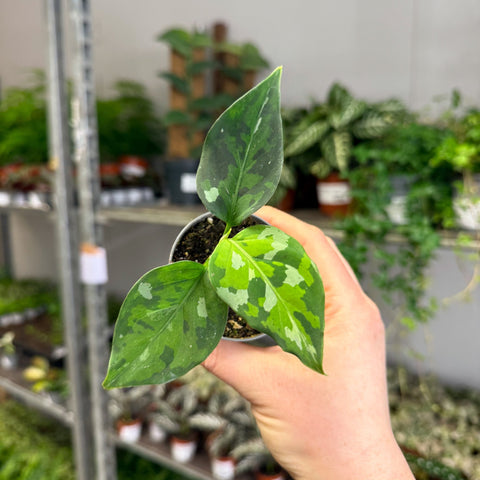 Aglaonema pictum ‘Tricolour’ - Camouflage Plant - Sprouts of Bristol