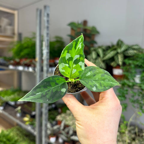 Aglaonema pictum ‘Tricolour’ - Camouflage Plant - Sprouts of Bristol