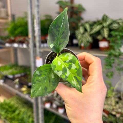 Aglaonema pictum ‘Tricolour’ - Camouflage Plant - Sprouts of Bristol