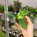 Aglaonema pictum ‘Tricolour’ - Camouflage Plant - Sprouts of Bristol