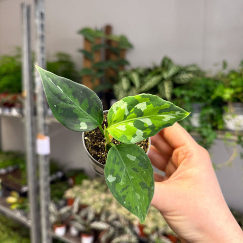 Aglaonema pictum ‘Tricolour’ - Camouflage Plant - Sprouts of Bristol