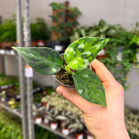 Aglaonema pictum ‘Tricolour’ - Camouflage Plant - Sprouts of Bristol