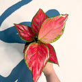 Aglaonema ‘Pink’ – Chinese Evergreen - Sprouts of Bristol