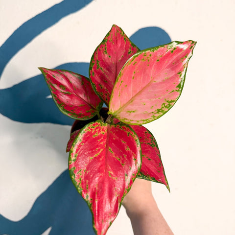 Aglaonema ‘Pink’ – Chinese Evergreen - Sprouts of Bristol