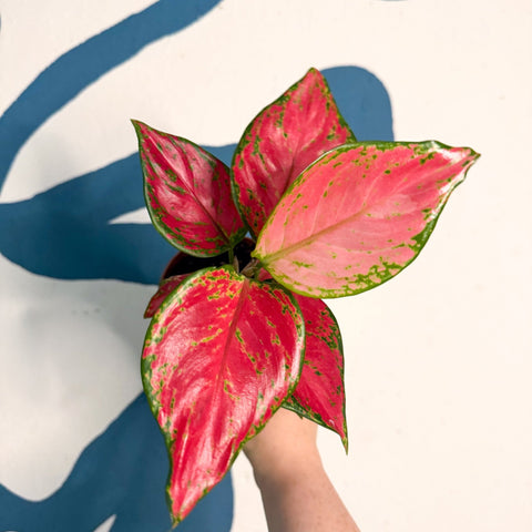 Aglaonema ‘Pink’ – Chinese Evergreen - Sprouts of Bristol