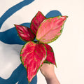 Aglaonema ‘Pink’ – Chinese Evergreen - Sprouts of Bristol