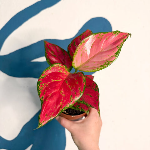 Aglaonema ‘Pink’ – Chinese Evergreen - Sprouts of Bristol