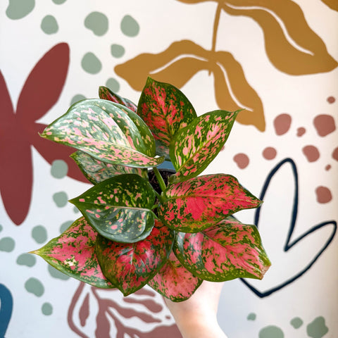 aglaonema red valentine Aglaonema 'Red Valentine'