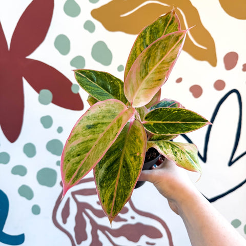 aglaonema salmon Aglaonema 'Salmon Fantasy'