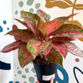 Aglaonema 'Samba Red' - Chinese Evergreen - Sprouts of Bristol