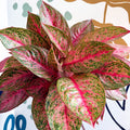 Aglaonema 'Samba Red' - Chinese Evergreen - Sprouts of Bristol