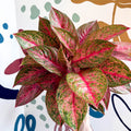 Aglaonema 'Samba Red' - Chinese Evergreen - Sprouts of Bristol