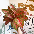 Aglaonema 'Samba Red' - Chinese Evergreen - Sprouts of Bristol