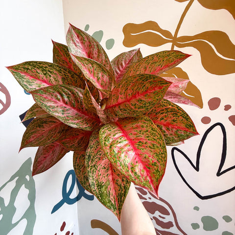 Aglaonema 'Samba Red' - Chinese Evergreen - Sprouts of Bristol