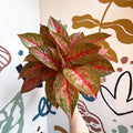 Aglaonema 'Samba Red' - Chinese Evergreen - Sprouts of Bristol
