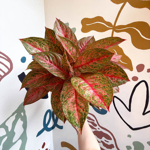 Aglaonema 'Samba Red' - Chinese Evergreen - Sprouts of Bristol