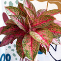 Aglaonema 'Samba Red' - Chinese Evergreen - Sprouts of Bristol
