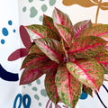 Aglaonema 'Samba Red' - Chinese Evergreen - Sprouts of Bristol