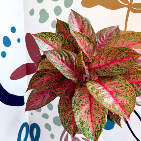 Aglaonema 'Samba Red' - Chinese Evergreen - Sprouts of Bristol