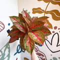Aglaonema 'Samba Red' - Chinese Evergreen - Sprouts of Bristol