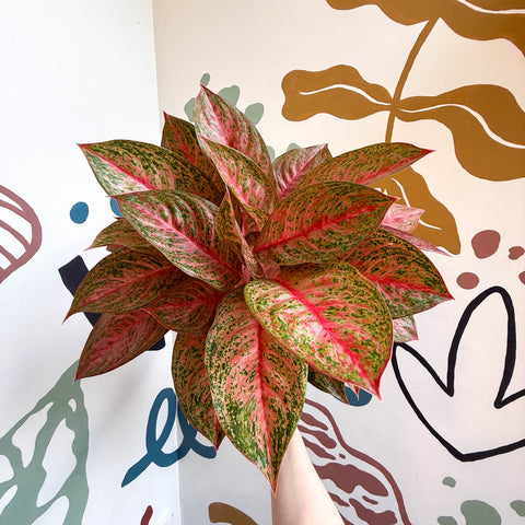 Aglaonema 'Samba Red' - Chinese Evergreen - Sprouts of Bristol