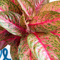 Aglaonema 'Samba Red' - Chinese Evergreen - Sprouts of Bristol