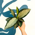 Aglaonema ‘Silver Blue’ – Chinese Evergreen - Sprouts of Bristol