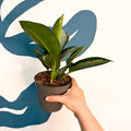 Aglaonema ‘Silver Blue’ – Chinese Evergreen - Sprouts of Bristol