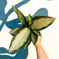 Aglaonema ‘Silver Blue’ – Chinese Evergreen - Sprouts of Bristol