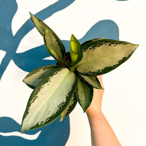 Aglaonema ‘Silver Blue’ – Chinese Evergreen - Sprouts of Bristol