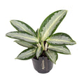 Aglaonema ‘Silver Blue’ – Chinese Evergreen - Sprouts of Bristol