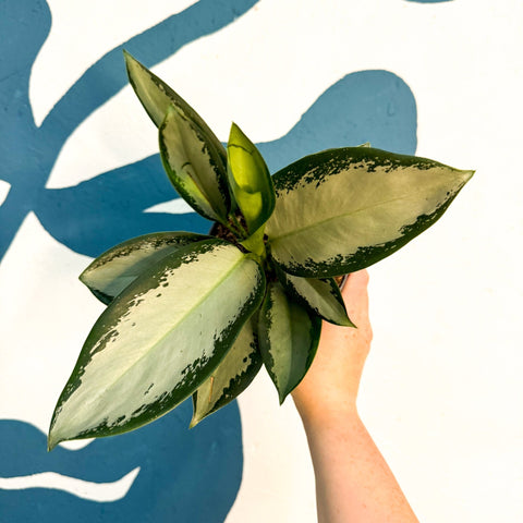 Aglaonema ‘Silver Blue’ – Chinese Evergreen - Sprouts of Bristol