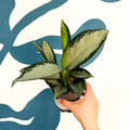 Aglaonema ‘Silver Blue’ – Chinese Evergreen - Sprouts of Bristol