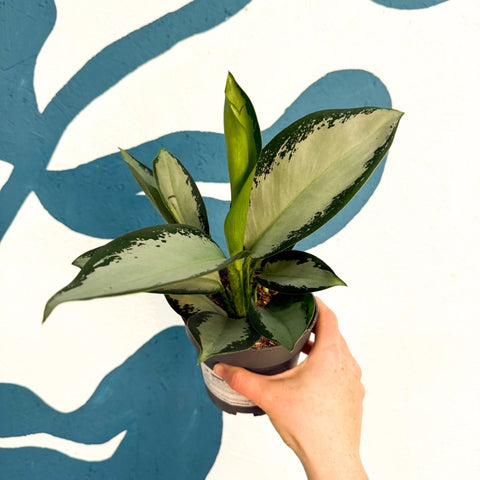 Aglaonema ‘Silver Blue’ – Chinese Evergreen - Sprouts of Bristol