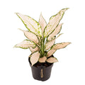 Aglaonema 'Vanilla Baby' - Chinese Evergreen - Sprouts of Bristol