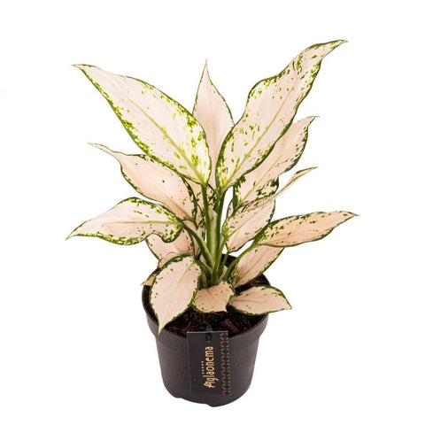 Aglaonema 'Vanilla Baby' - Chinese Evergreen - Sprouts of Bristol