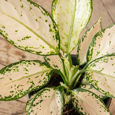 Aglaonema 'Vanilla Baby' - Chinese Evergreen - Sprouts of Bristol