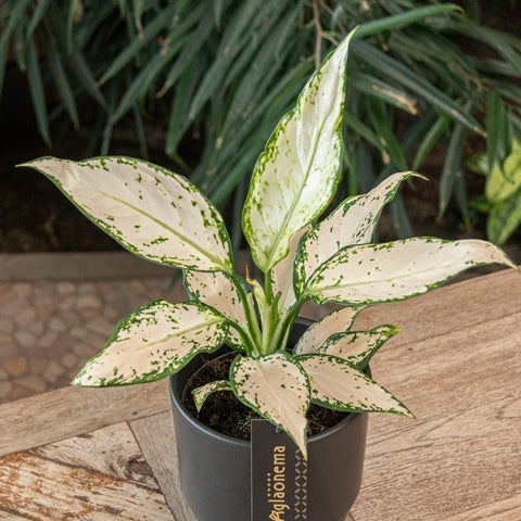 Aglaonema 'Vanilla Baby' - Chinese Evergreen - Sprouts of Bristol