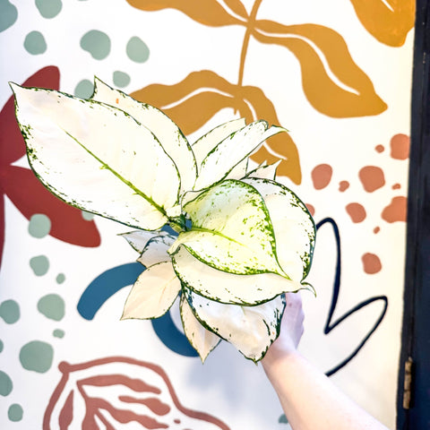 Aglaonema ‘White Joy' - Chinese Evergreen - Sprouts of Bristol