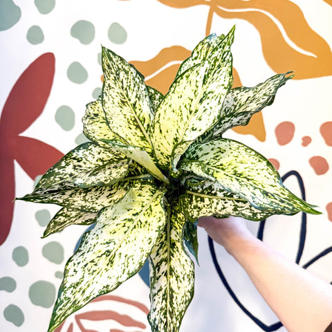 Aglaonema ‘White Kiwi' - Chinese Evergreen - Sprouts of Bristol