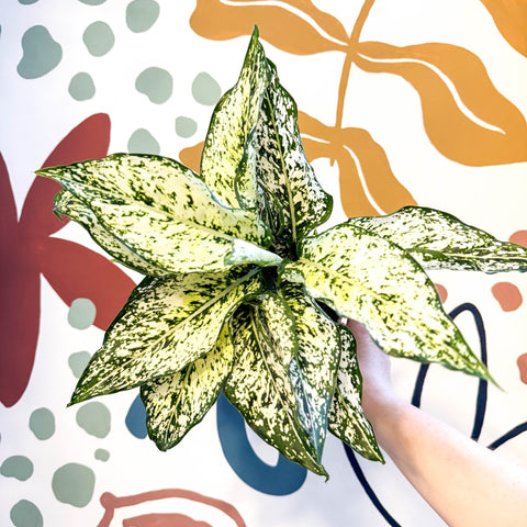 Aglaonema ‘White Kiwi' - Chinese Evergreen - Sprouts of Bristol